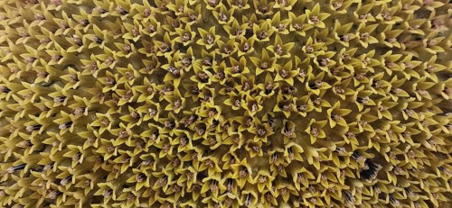 Close-up of yellow flower structures with numerous pointed shapes, sunflowers (helianthus annuus),