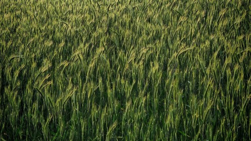 Dense green grain field (granum) in nature in spring, Franconian Forest nature park Park, Germany