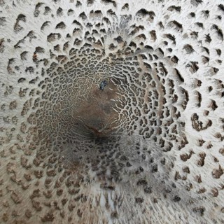 Close-up of a mushroom-like texture with concentric patterns in shades of brown, giant umbrella