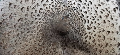 Close-up of a mushroom-like texture in brown tones with spiral patterns, giant umbrella mushroom
