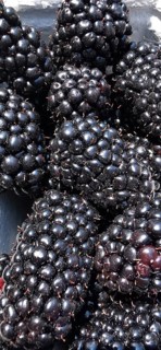 Close-up of shiny, dark blackberries (rubus) in a natural cluster, kemer, Turkey