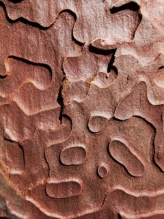 Close-up of wooden bark with distinctive texture and natural grain, Antalya, Turkey
