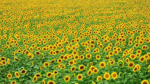 Extensive sunflower field with bright yellow heads under blue sky, natural view, Hungary