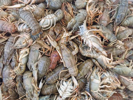 A collection of fresh crabs (Cancri) mixed together, natural colours and details, Kemer, Turkey