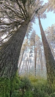 Tall trees stretch majestically into the blue sky of a tranquil forest