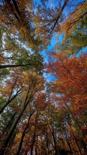 View through the colorful autumn forest into the clear blue sky, surrounded by tall trees