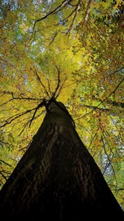 View from below of a tree in autumn colors, glowing leaves in the light, Hainich National Park,