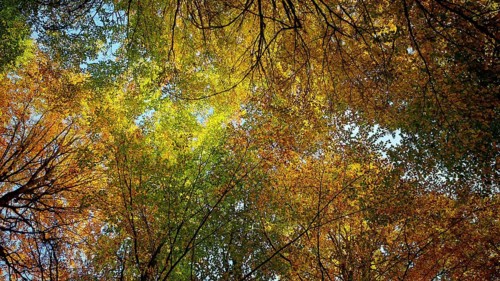 Autumn leaves glow in various colors against the sky, Hainich National Park, Germany
