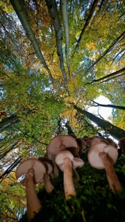 Mushrooms grow on moss-covered ground, surrounded by autumn trees and colorful leaves