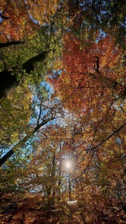 Sun rays break through the colorful foliage of autumn trees and create a warm atmosphere