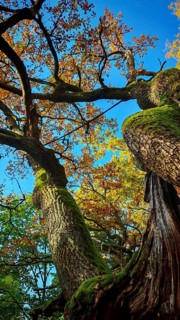 Tree view with moss-covered branches and autumn leaves under blue sky