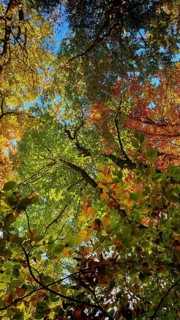 Autumn canopy from a frog's eye view with bright colors and a sunny atmosphere