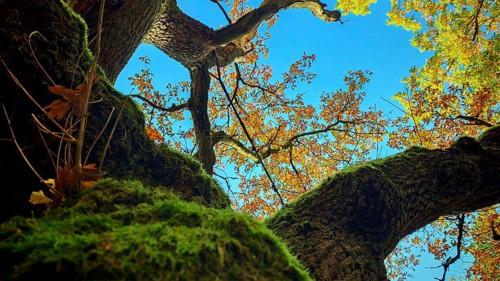 View of a tree with moss-covered branches and autumn leaves in various colors against a blue sky