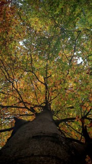 Large tree trunk with autumn leaves that glow in shades of yellow and green