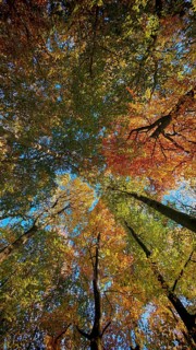Colourful leaf coat in autumn, brightened by bright sunshine and blue skies