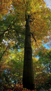 Single tree trunk leading into the colorful treetop in autumn, Hainich National Park, Germany
