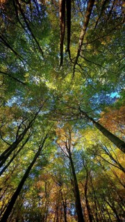 Looking up at a dense network of treetops in autumn colors under a clear sky, Hainich National