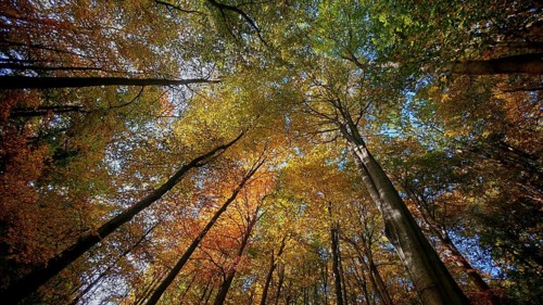 Autumn forest with colorful leaves, sunlight breaks through the treetops, Hainich National Park,