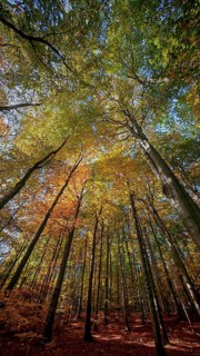 Forest trail with tall trees, the colorful autumn leaves create a warm atmosphere, Hainich National