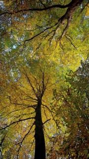 View from below of a treetop glowing in shades of yellow and green, Hainich National Park, Germany