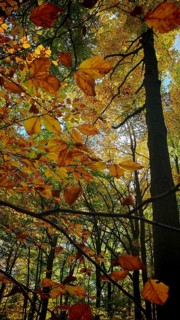 Autumn trees with orange leaves, flooded with sunlight, Hainich National Park, Germany