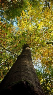 Tall tree with yellow foliage in autumn atmosphere, Hainich National Park, Germany