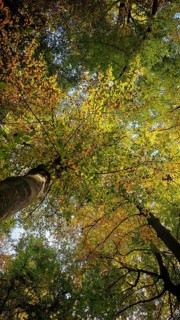 View of treetops with yellow and green leaves in forest, Hainich National Park, Germany
