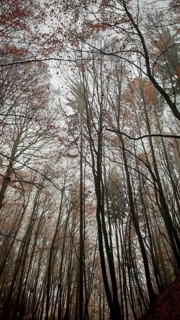 Bare and foggy autumn forest with tall dark trees and a quiet atmosphere