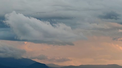 Birds against a dramatic sky with clouds and distant mountains, Lake Ohrid, North Macedonia