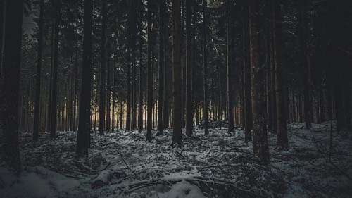 Snow-covered forest scene at dusk with shady trees and quiet, mystical atmosphere, Fichtelgebirge,