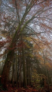 A large tree rises high in a foggy, romantic, autumnal forest, Franconian Forest, Germany
