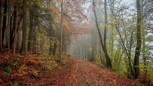 A foggy romantic forest trail with autumn leaves radiates peace and serenity, Frankenwald, Germany