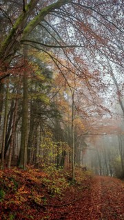 A foggy forest path covered with colorful autumn leaves provides a mystical atmosphere, Franconian