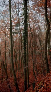 Bare trees with autumn leaves create a dreamy forest atmosphere, Frankenwald, Germany
