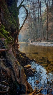 Romantic river landscape with visible roots and sunlight, surrounded by trees, Upper Franconia,