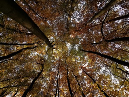 Looking up into an autumnal forest with colorful leaves and treetops, Frankenwald, Germany