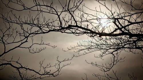 Branches against a cloudy sky with visible sun, Frankenwald, Germany