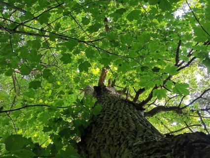 View from below of a tree with green leaves in sunlight, creating a calm and refreshing atmosphere