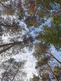 View upwards through pine treetops to the blue sky with clouds, Frankenwald, Germany