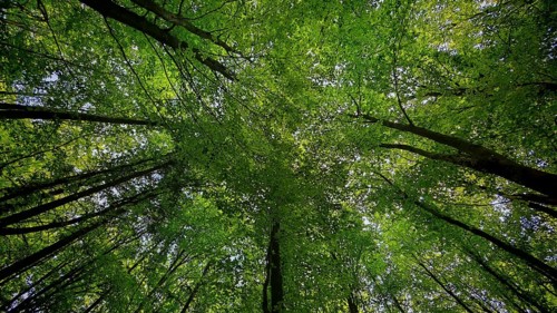 View from below of thick, green treetops in the forest, Frankenwald, Germany