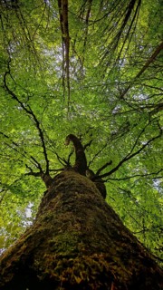 Looking up into a green treetop full of leaves, Frankenwald, Germany