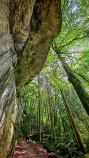 Path under rocks and tall rows of trees in densely wooded area, Franconian Switzerland, Germany