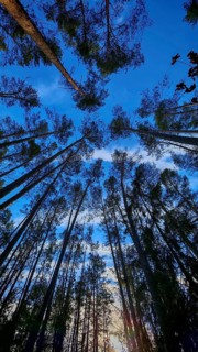 Tall trees against a deep blue sky in the forest, Frankenwald, Germany
