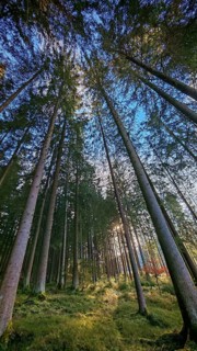 Tall green trees in a bright forest under a blue sky, Thuringian Forest, Germany