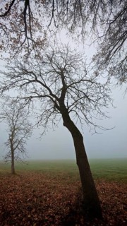 A leafless tree in a foggy, autumnal park, Frankenwald, Germany