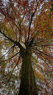 View from below of a tree with sprawling branches and autumn leaves, Frankenwald, Germany
