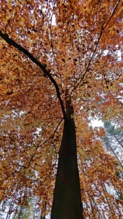 Close-up of a tree with thick orange autumn leaves, Frankenwald, Germany