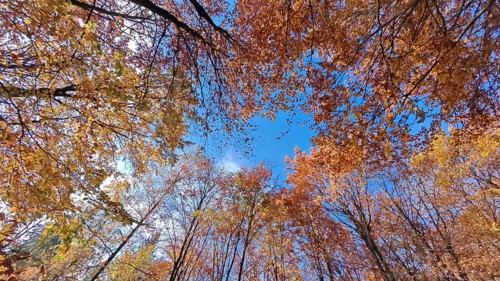 Blue sky over autumn-colored trees creates a colorful view, Frankenwald, Germany