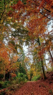 Autumn forest scene with deciduous path under colorful trees, Franconian Forest, Germany