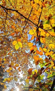 Bright autumn leaves in shades of yellow and brown in sunlight, Frankenwald, Germany